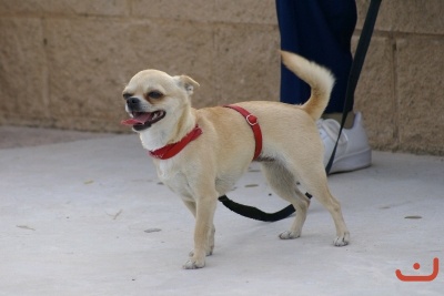 CONCURSO DE TORTILLAS