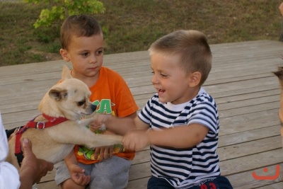 CONCURSO DE TORTILLAS
