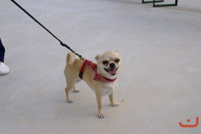 CONCURSO DE TORTILLAS