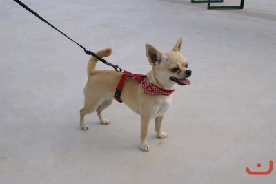 CONCURSO DE TORTILLAS