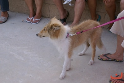 CONCURSO DE TORTILLAS